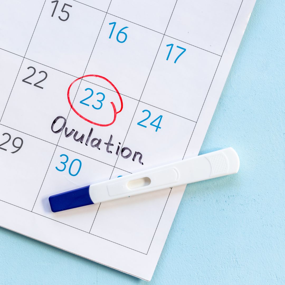 Diagram of the menstrual cycle showing how PCOS disrupts ovulation and fertility.